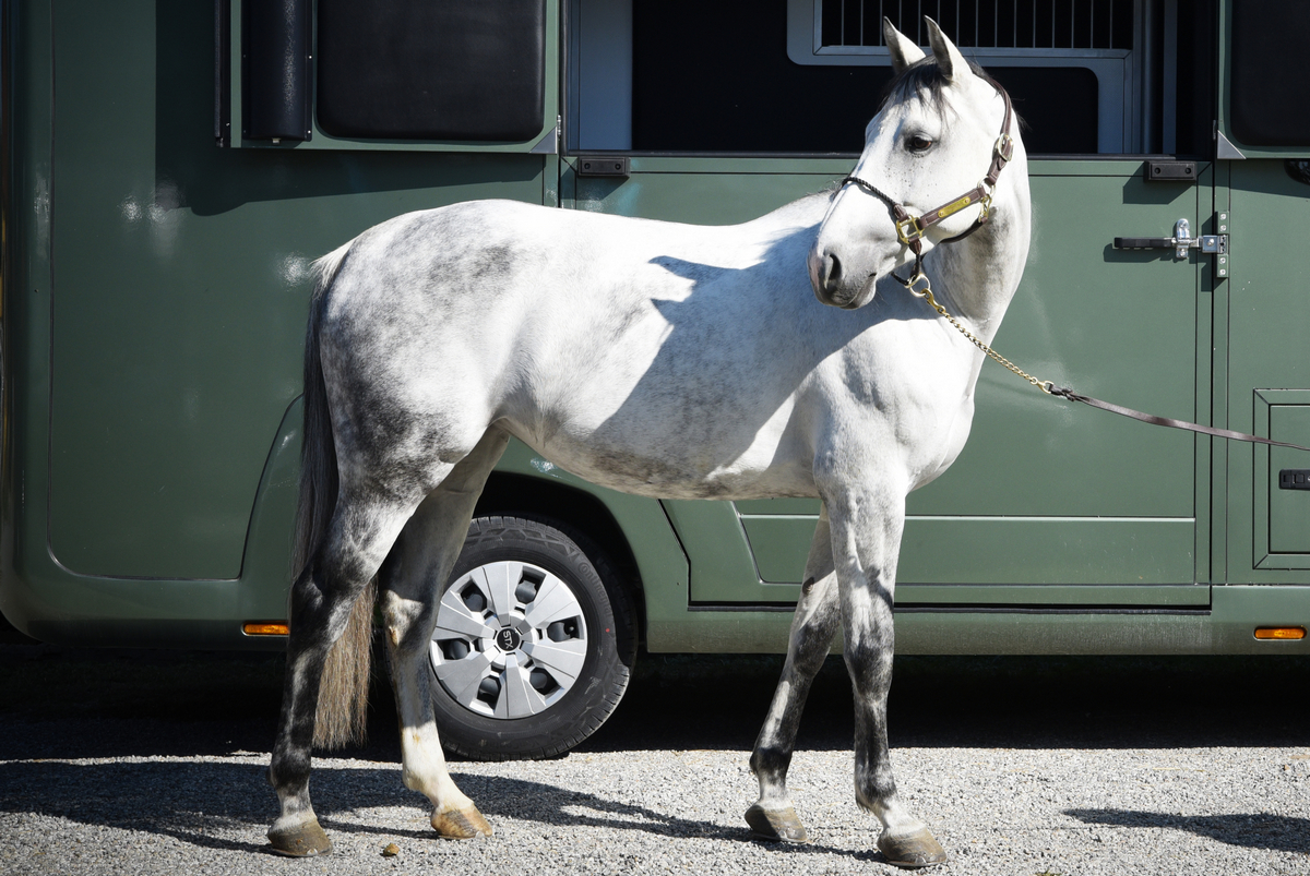 international-horses-ivanca-du-las-01a