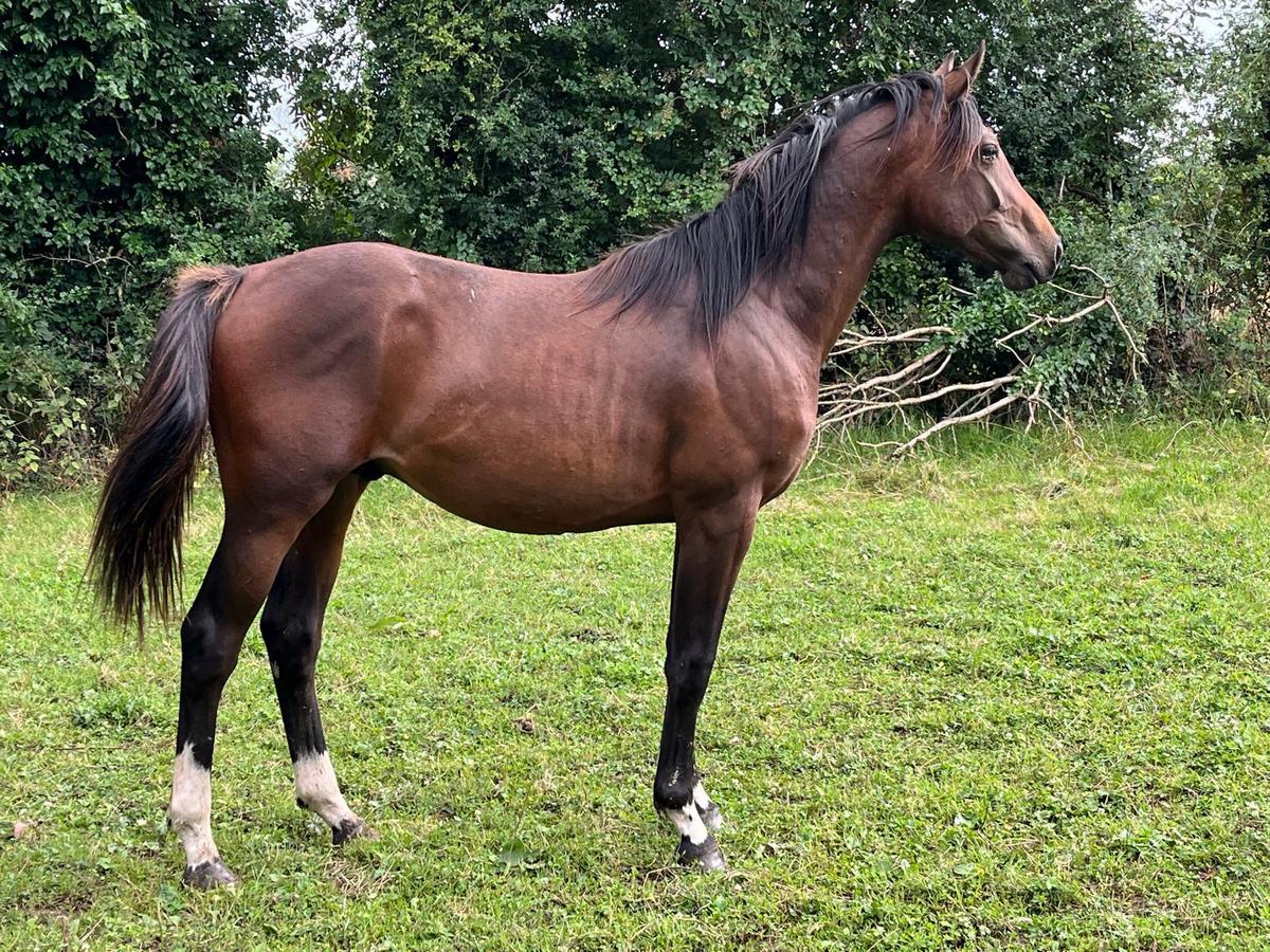 international-horses-puledro-omerald-01