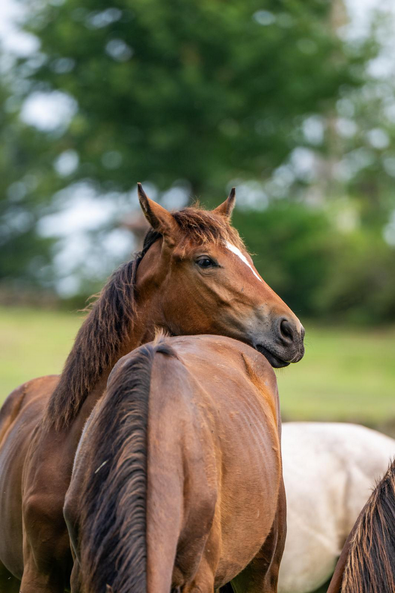 international-horses-puledro-princess-alpina-01