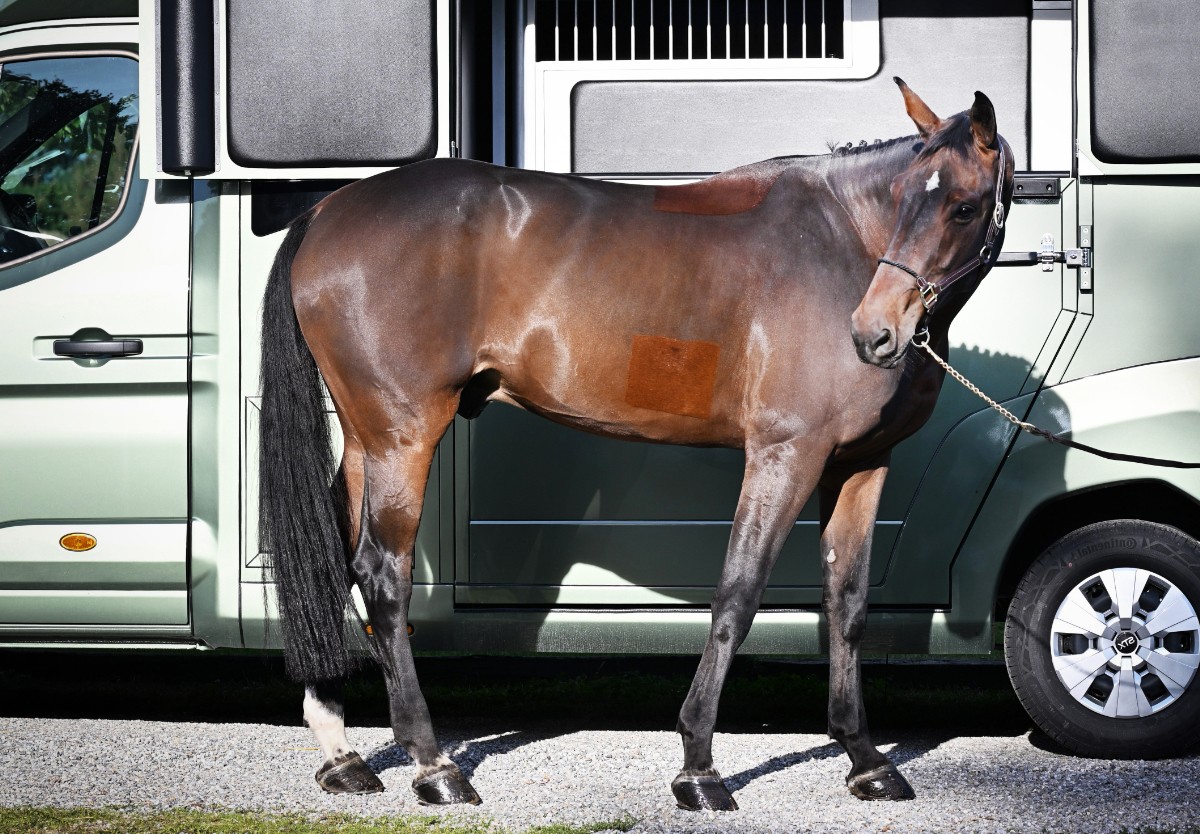 international-horses-qionno-vant-merelsnest