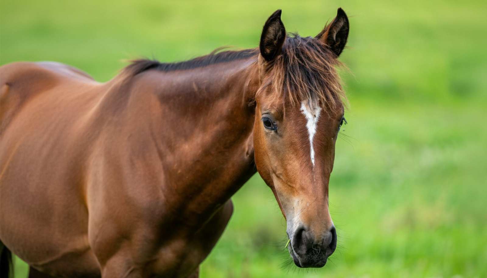 internationalhorses-princess-alpina-01a