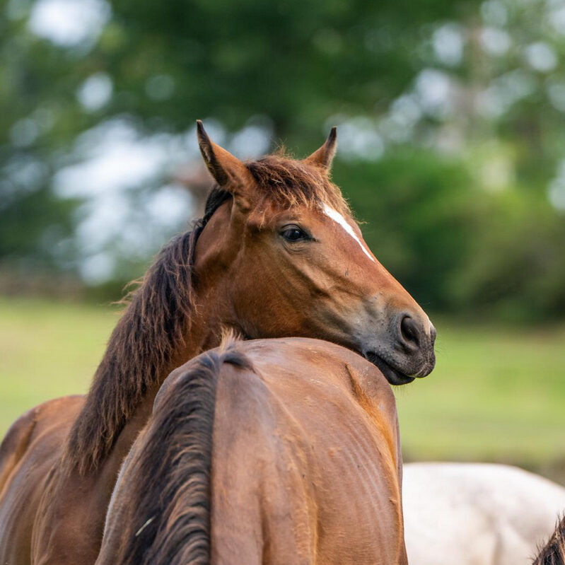 international-horses-puledro-princess-alpina-01