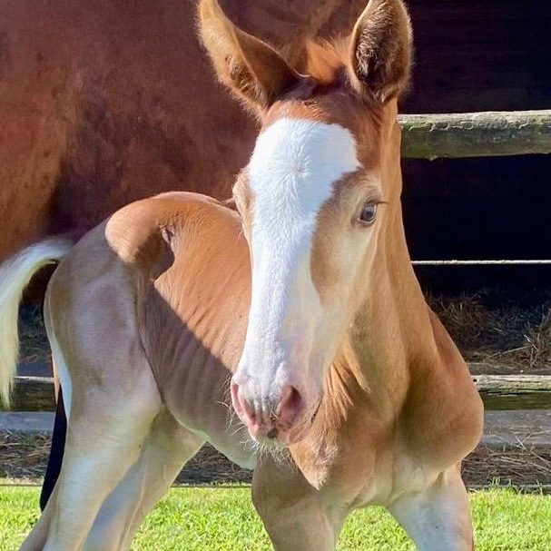 internationalhorses-amelix-01